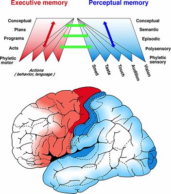 Cognitive Networks (Cognits) Process and Maintain Working Memory